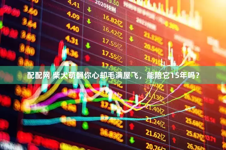 配配网 柴犬萌翻你心却毛满屋飞，能陪它15年吗？